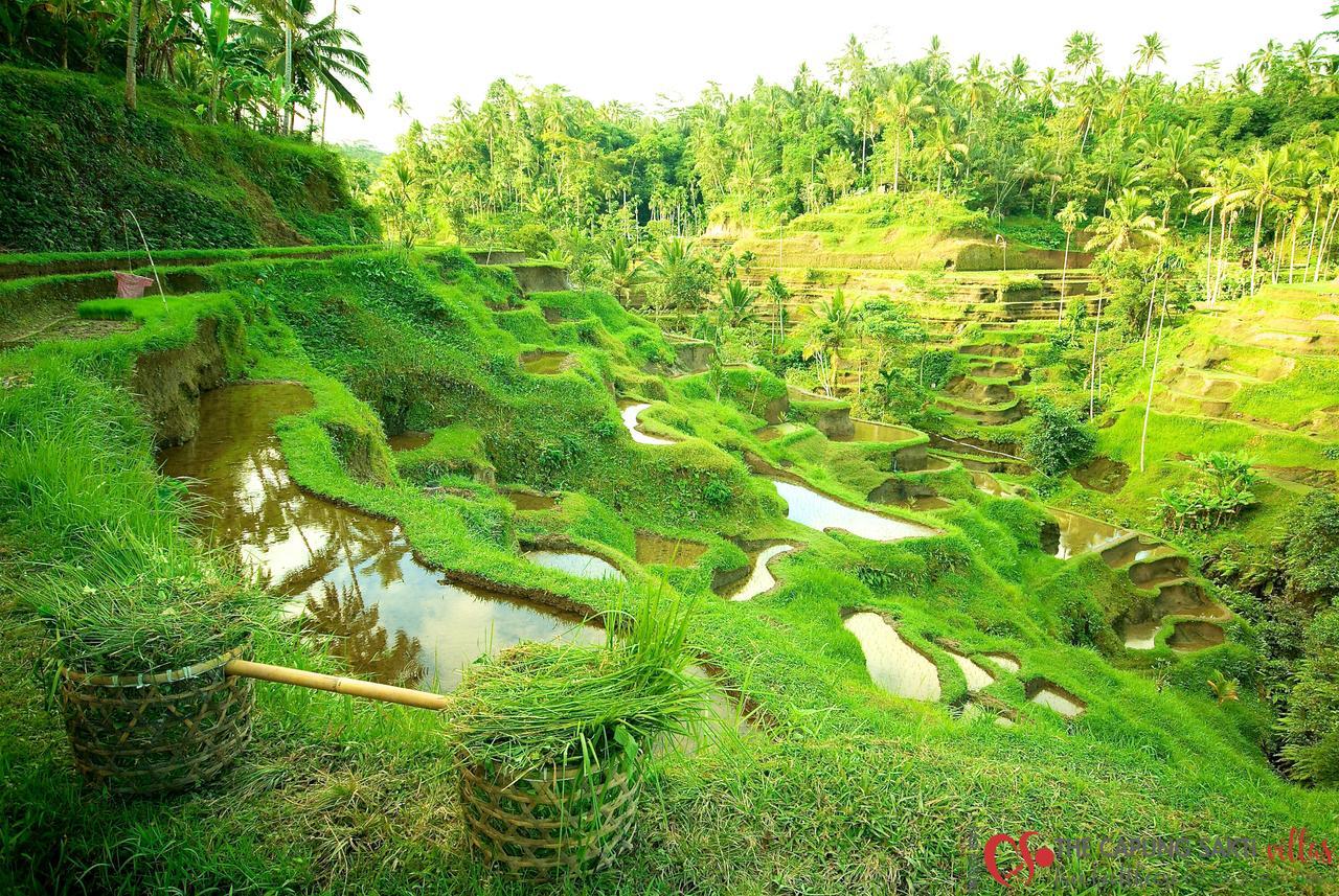 Capung Sakti Villas Ubud Eksteriør bilde